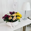 Chrysanth Mix Plant No.16731
