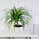 Dracaena plant No.16588