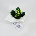 Kalanchoe plant No.11306