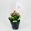 Kalanchoe plant No.9811