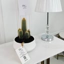 Cactus Plant No.16696