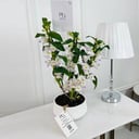 Dendrobium Plant No.16693