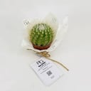 Cactus No.9607-551