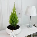 Cupressus Macrocarpa Plant 70 cm No.16733