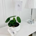 Peperomia raindrop Plant No.16748