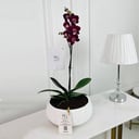 Phalaenopsis Plant No.16784