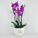 Orchid Plant Vase No.15379