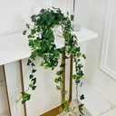 hedera Plant No.17918