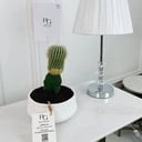 Cactus Plant No.16723