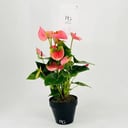 Anthurium plant No.9814-687