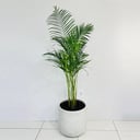 Areca palm No.11021