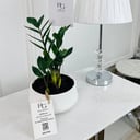 Zamioculcas Plant No.16720