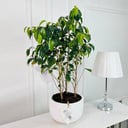 Ficus benjamina Plant No.16888