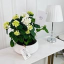 white Hydrenga Plant No.16735