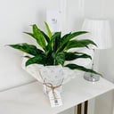 calathea Plant No.17890