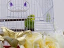 Love bird with cage decorated with colorful artificial flowers