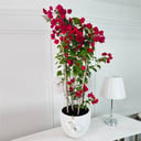 Red Bougainvillea Plant No.16898
