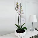 Phalaenopsis Plant No.16792