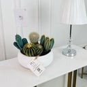 mix cactus Plant No.16901