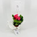 نبات الجربيرا فوشيا رقم.9584