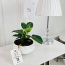 Calathea Plant No.16703