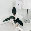 Rubber fig Plant No.17913