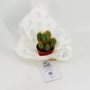 Cactus No.9608