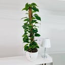Epipremnum Moss stick medium Plant No.16756