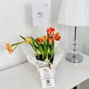 Tulip Plant No.17905