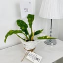 asplenium campio Plant No.17898