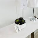 Echeveria Plant potsize 8cm, height 15cm: No.16751