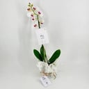 Phalaenopsis white 1 stem No.9593