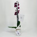 Orchid plant No.11324