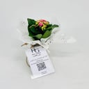 Kalanchoe plant No.11310