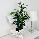 sealok Ficus Plant No.17911