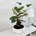 Calathea mix Plant potsize 12cm, height 40cm No.16706
