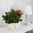 Euphorbia Plant No.16877