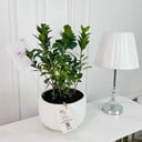 Gardenia Plant No.16905
