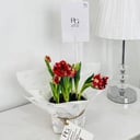 tulip Plant No.17909