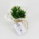Crassula No.9599