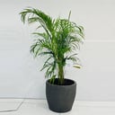 Areca palm No.11019