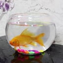Zina fish tank with golden fish-430
