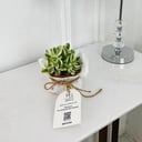 white panda Plant No.17920