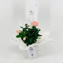 Baby rose plant pink No.9540-517