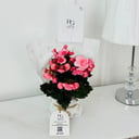 Begonia Plant No.18714