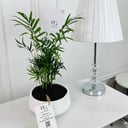 Chamaedorea Plant No.16764