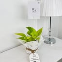 Golden Pothos Plant No.17923