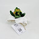 Kalanchoe plant No.11308