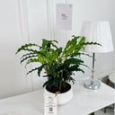 Calathea mix Plant potsize 12cm, height 40cm No.16763