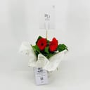 Red gerbera plant No.9543-474